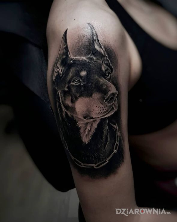Tatuaż doberman w motywie czarno-szare i stylu realistyczne na ramieniu