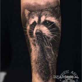 Tatuaż Szop w szoku na przedramieniu motyw: zwierzęta styl: realistyczne