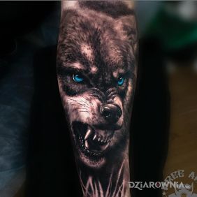 Tatuaż Złowrogi wilk na przedramieniu motyw: zwierzęta styl: realistyczne