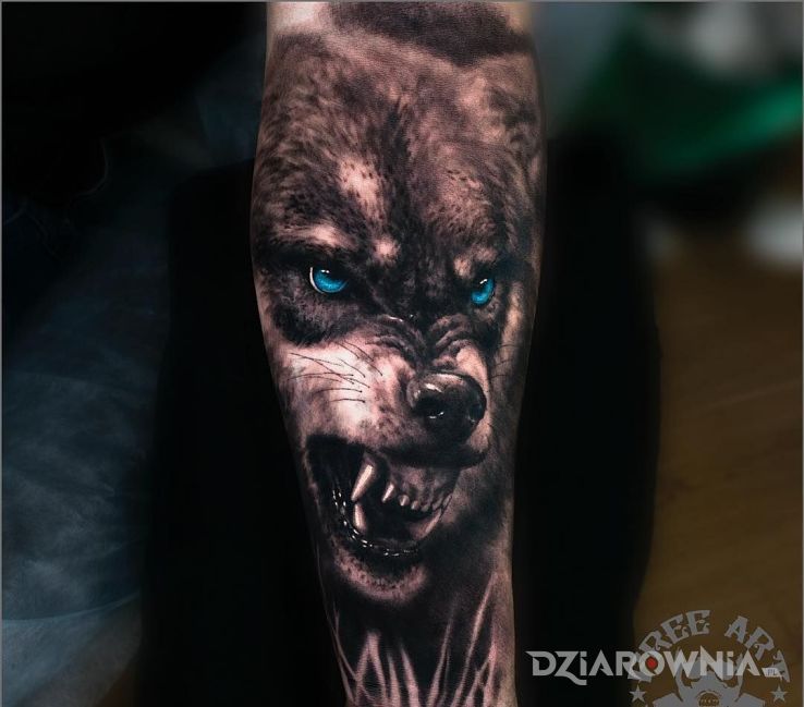 Tatuaż złowrogi wilk w motywie zwierzęta i stylu realistyczne na przedramieniu