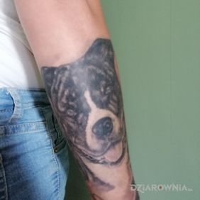 Tatuaż Pies na przedramieniu motyw: czarno-szare styl: realistyczne