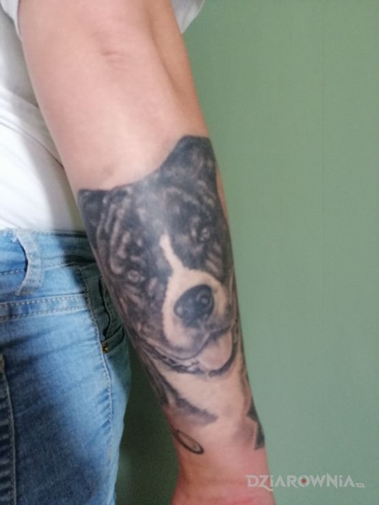 Tatuaż pies w motywie czarno-szare i stylu realistyczne na przedramieniu