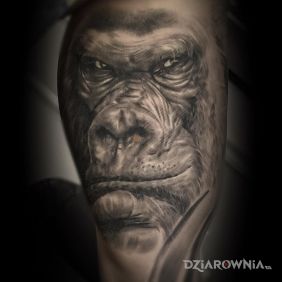 Tatuaż Gorilla na ramieniu motyw: zwierzęta styl: realistyczne