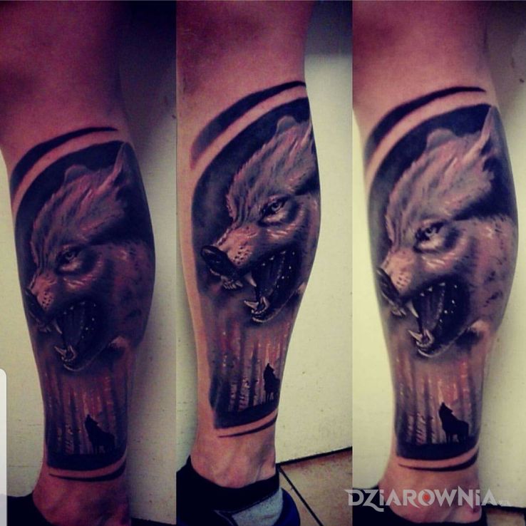 Tatuaż wilk w motywie czarno-szare i stylu realistyczne na łydce