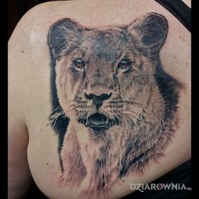 Tatuaż Realistyczna lwica na łopatkach motyw: czarno-szare styl: realistyczne