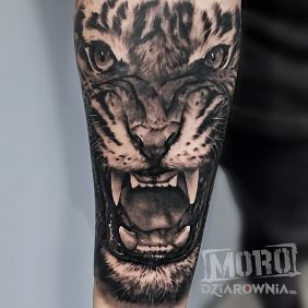 Tatuaż Tygrys, dziki kot na przedramieniu motyw: czarno-szare styl: realistyczne