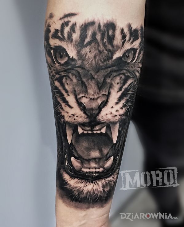 Tatuaż tygrys dziki kot w motywie czarno-szare i stylu realistyczne na przedramieniu
