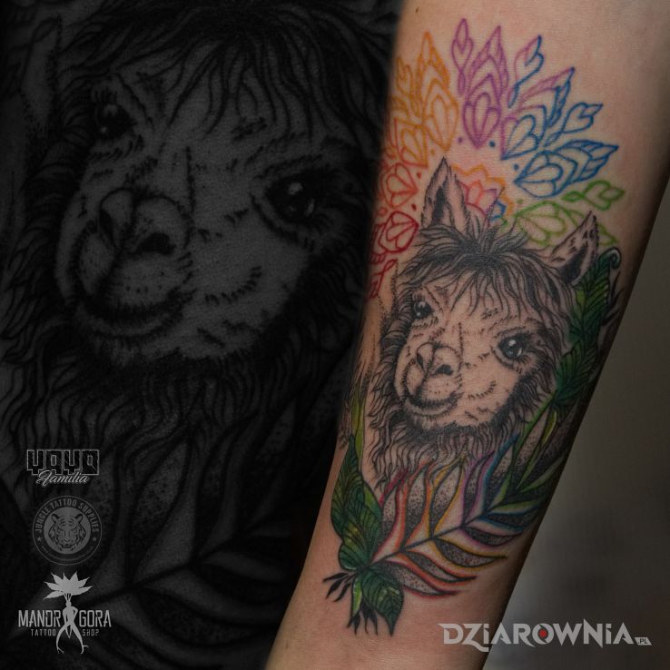 Tatuaż alpaka Autor MANDRAGORA TATTOO dziarownia.pl