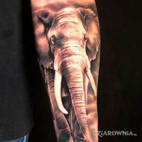 Tatuaż Słoń na przedramieniu motyw: czarno-szare styl: realistyczne