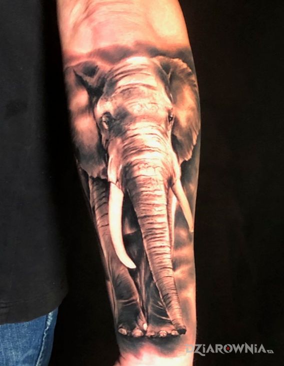 Tatuaż słoń w motywie zwierzęta i stylu realistyczne na przedramieniu