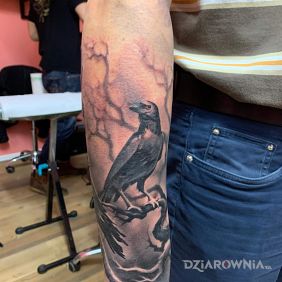Tatuaż Zaraz po zrobieniu - kruk na przedramieniu motyw: czarno-szare styl: realistyczne