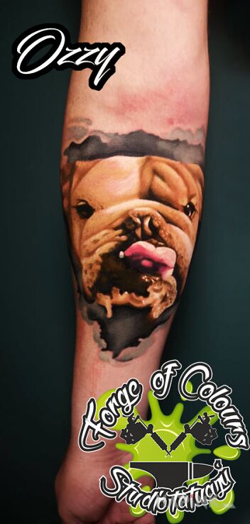 Tattoo Buldog angielski in animals motif and realistic style on the forearm