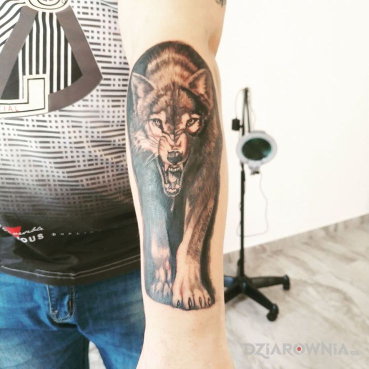 Tatuaż wilczek cokolwiek wściekły d w motywie zwierzęta i stylu realistyczne na przedramieniu