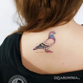 Tatuaż Gołąb na plecach motyw: kolorowe styl: realistyczne