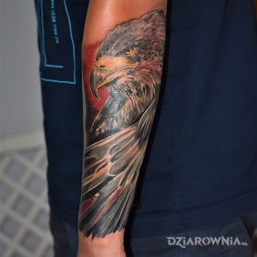 Tatuaż Orzeł :) na przedramieniu motyw: kolorowe styl: realistyczne