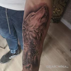Tatuaż Wilka las na przedramieniu motyw: czarno-szare styl: realistyczne