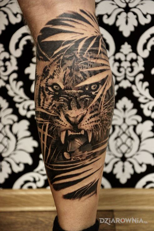 Tatuaż tygrys na łydce w motywie czarno-szare i stylu realistyczne na łydce