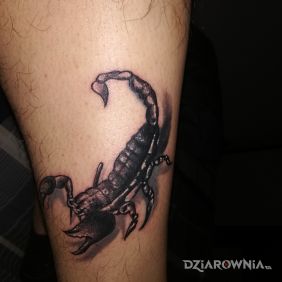 Tatuaż Skorpion na łydce motyw: 3D styl: realistyczne