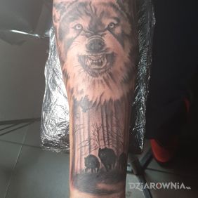 Tatuaż Wilk na przedramieniu motyw: zwierzęta styl: realistyczne