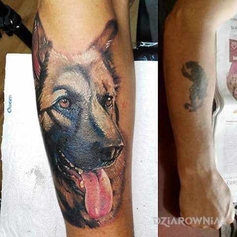 Tatuaż cover owczarek w motywie cover up i stylu realistyczne na przedramieniu