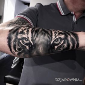 Tatuaż Oczy tygrysa na przedramieniu motyw: zwierzęta