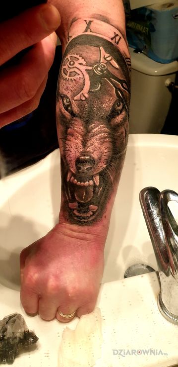 Tatuaż wilk czas w motywie 3D i stylu realistyczne na przedramieniu