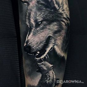 Tatuaż Wilcy na przedramieniu motyw: zwierzęta styl: realistyczne