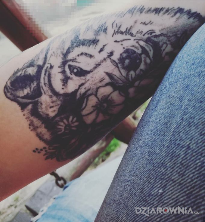 Tatuaż wilk w motywie czarno-szare na przedramieniu