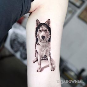 Tatuaż Husky na ramieniu motyw: kolorowe styl: realistyczne