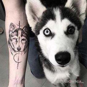 Tatuaż Husky na przedramieniu motyw: zwierzęta styl: graficzne / ilustracyjne