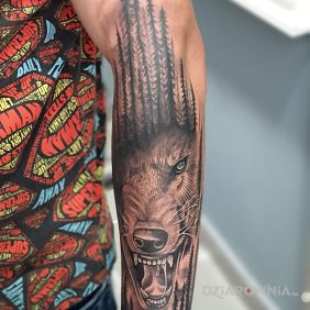 Tatuaż Wołk na przedramieniu motyw: czarno-szare styl: realistyczne