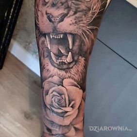 Tatuaż Wkurzony lew na przedramieniu motyw: czarno-szare styl: realistyczne