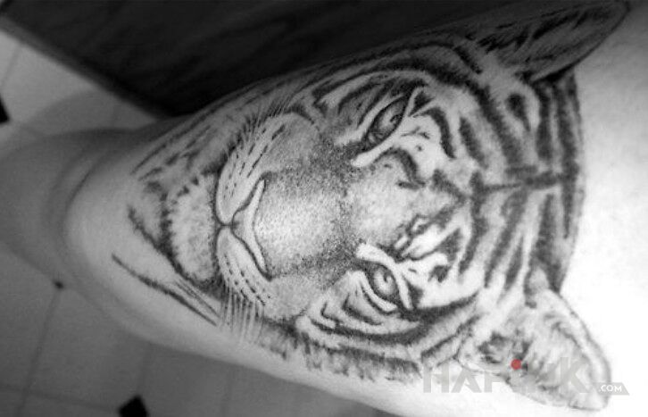Tattoo Tygrys in animals motif on the forearm