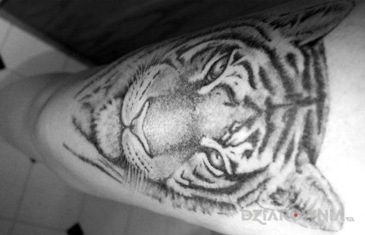 Tatuaż tygrys w motywie zwierzęta na przedramieniu