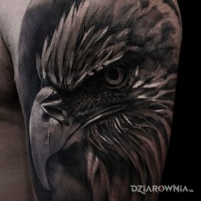 Tatuaż Orzeł na ramieniu motyw: zwierzęta styl: realistyczne
