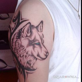 Tatuaż Pierwsze Tattoo Wilk + Tribal :) na ramieniu motyw: zwierzęta styl: tribale