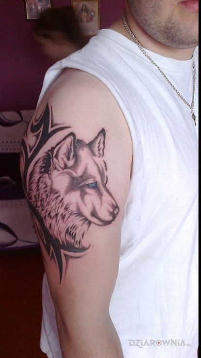 Tatuaż pierwsze tattoo wilk  tribal w motywie zwierzęta i stylu tribale na ramieniu