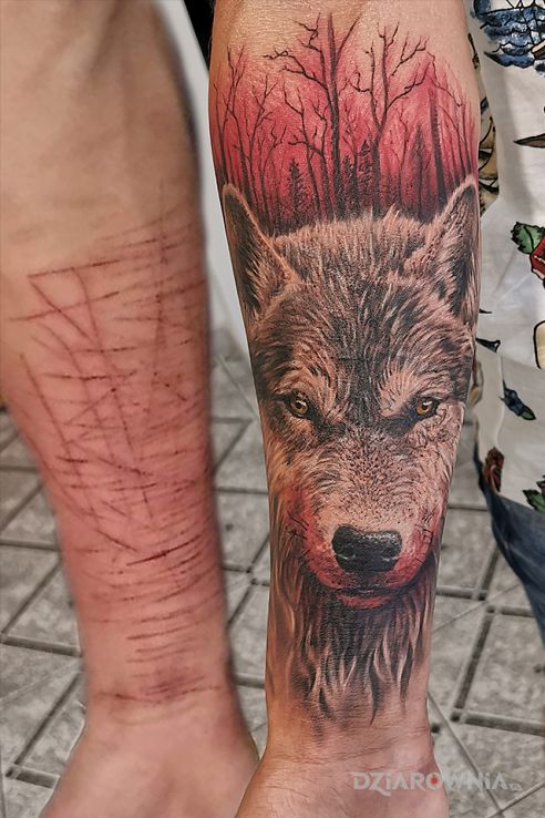 Tatuaż blizny wilk las w motywie zwierzęta i stylu realistyczne na przedramieniu