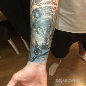 Tatuaż Wilk na przedramieniu motyw: kolorowe styl: realistyczne