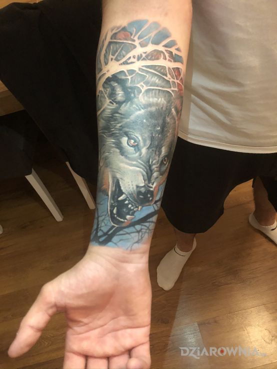 Tatuaż wilk w motywie kolorowe i stylu realistyczne na przedramieniu