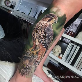 Tatuaż Jastrząb na łydce motyw: kolorowe styl: realistyczne