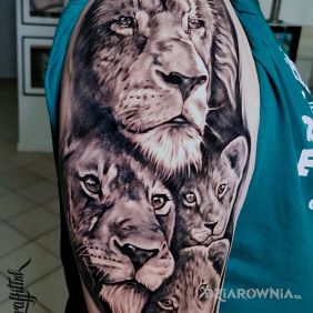 Tatuaż Lwy na ramieniu motyw: czarno-szare styl: realistyczne