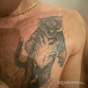 Tatuaż Tygrys na klatce motyw: zwierzęta styl: graficzne / ilustracyjne