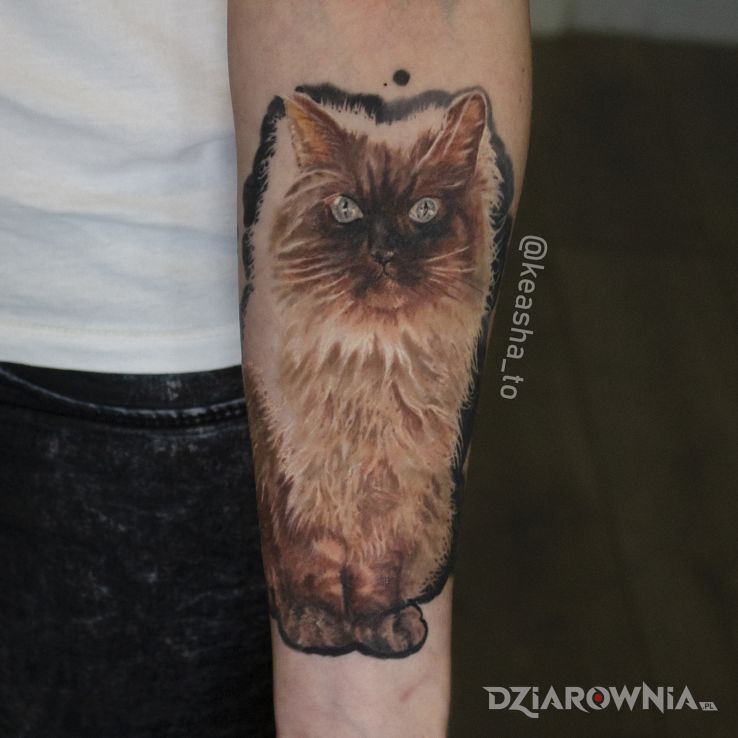 Tatuaż kotek w motywie kolorowe i stylu realistyczne na przedramieniu