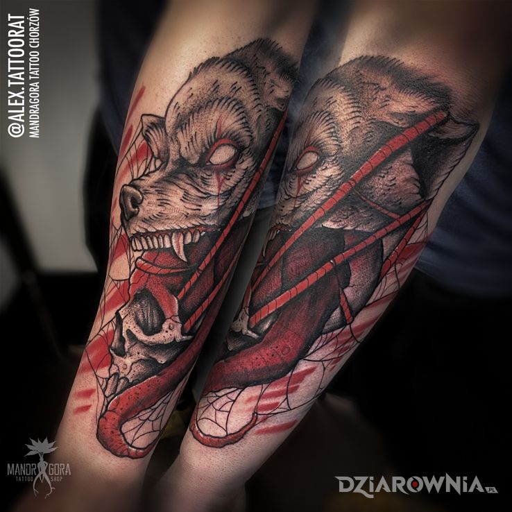 Tatuaż wilk z czachą w motywie kolorowe i stylu graficzne / ilustracyjne na przedramieniu