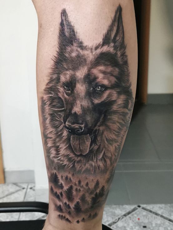 Tatuaż owczarek niemiecki w motywie zwierzęta i stylu realistyczne na przedramieniu