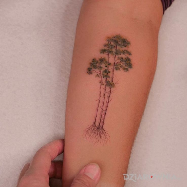 Tatuaż 3 drzewka w motywie kolorowe i stylu realistyczne na przedramieniu