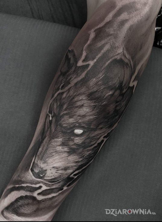 Tatuaż wilk w motywie zwierzęta i stylu szkic na przedramieniu