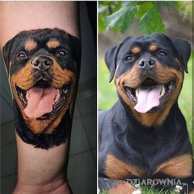 Tatuaż Rottweiler na ręce motyw: kolorowe styl: realistyczne