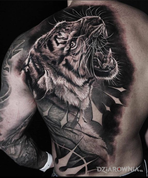 Tatuaż czarno-szary tygrys w motywie czarno-szare i stylu realistyczne na łopatkach
